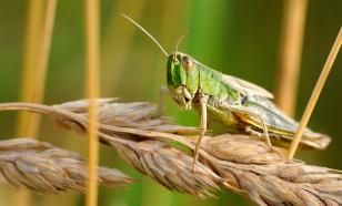 Жуки накормят голодающих и поднимут экономику