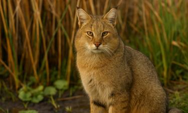 Кот с кисточками на ушах и уханием вместо мяу: камышовый кот ломает привычный образ