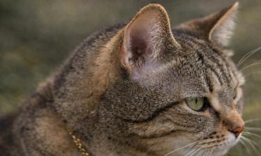 Залысины перед ушами кошек усиливают фокусировку звука — эндокринолог Лебедева