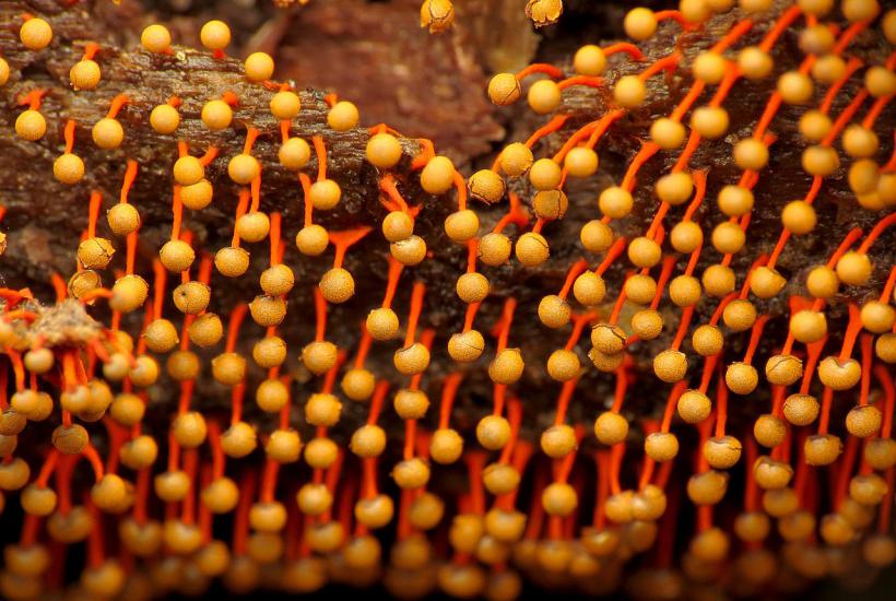Physarum psittacinum Physarum psittacinum