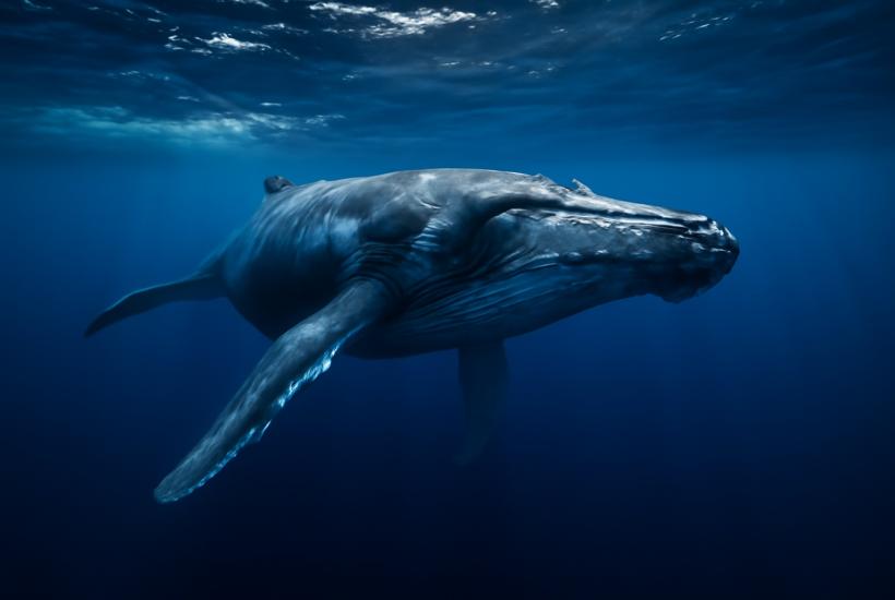 Горбатый кит в океане