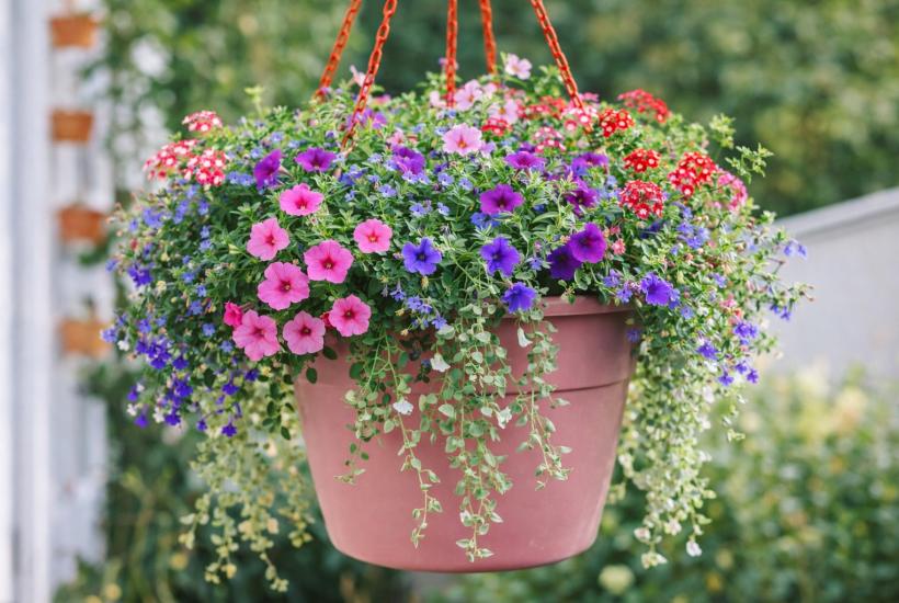 Яркие цветы в кашпо