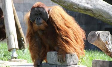 Обезьяны заговорили, как люди: что теперь будет с лингвистикой