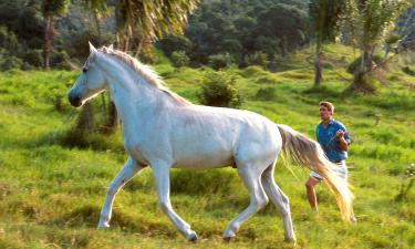 Лошадь отвечала на вопросы лучше людей — но кто на самом деле шептал ей ответы