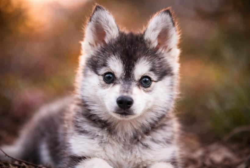 Щенок кли-кай