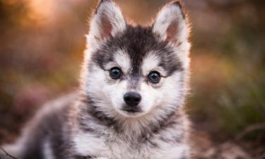 Порода собак кли-кай отличается высокой обучаемостью