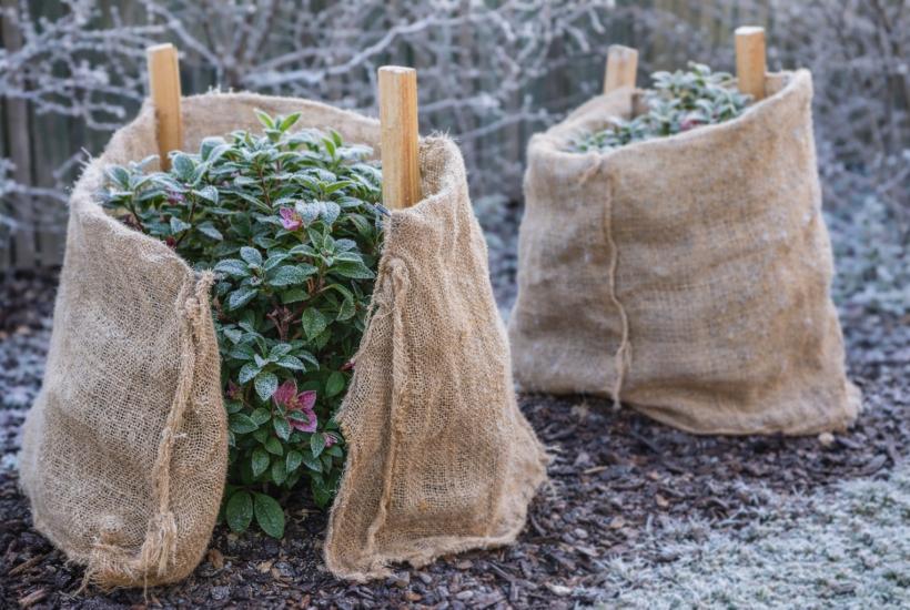 Защита растения