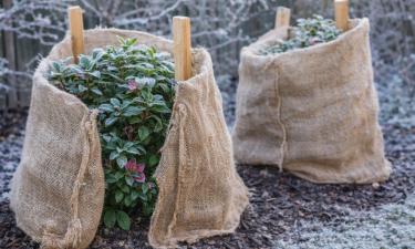 Ледяной ветер повреждает эскаллонию сильнее морозов