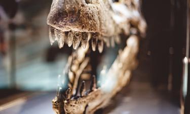 Из глубины веков: находка, которая встряхнула представления о прошлом млекопитающих