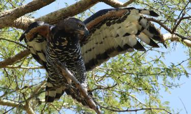 Рак-богомол: уникальное восприятие цветов с 12 фоторецепторами