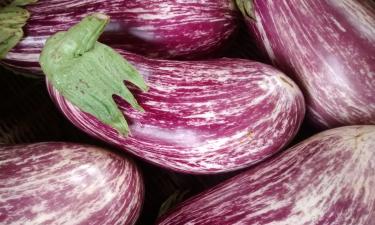 Дачники не верили, пока не попробовали: как вырастить килограммы баклажанов без теплицы