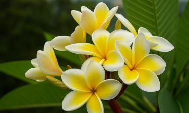 Цветок, который превращает подоконник в Гавайи — но только если ему угодить