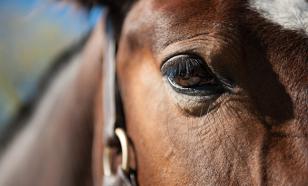 Эксперты рассказали, как проявляется конъюнктивит у лошадей