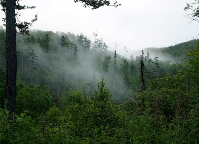 ScienceAlert: американские леса станут антифильтрами углерода к 2070 году