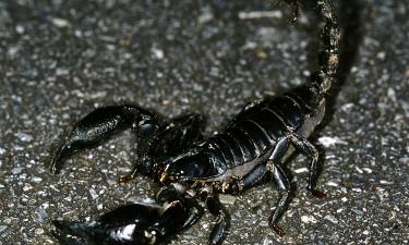 Лечить тем, что убивает: смертельные токсины превращаются в спасение