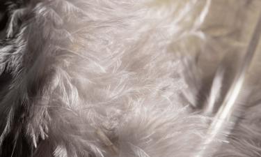 Перьевые подушки повышают плодородие почвы — сообщают садовники