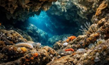 В подводных пещерах Капо-Качча обнаружены новые виды животных — La Nuova Sardegna