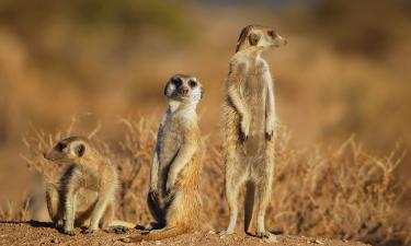 Животные меняют поведение ради обучения потомства — эколог Лиза Рапапорт
