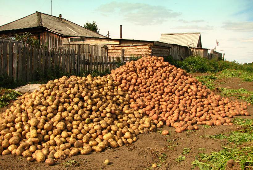 Картофель