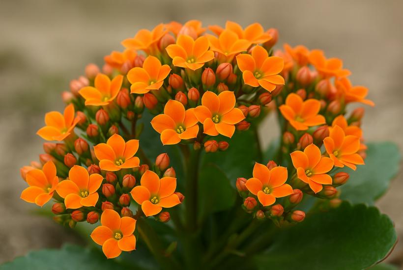 Цветок каланхоэ