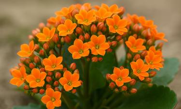 Цветущее каланхоэ зимний вариант для комнаты — эксперт Прокатен