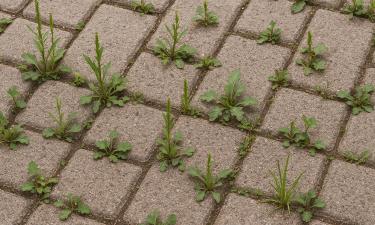 Уксусный раствор уничтожает сорняки между плиткой