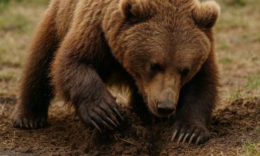 Медведь превратил кладбище в охотничьи угодья: в Челябинской области зверь ест мёртвых людей