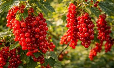 Эти сорта смородины вызывают зависть всей улицы: кусты растут так, что подпорки гнёт