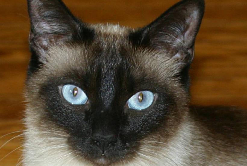 Сиамская кошка Сиамская кошка