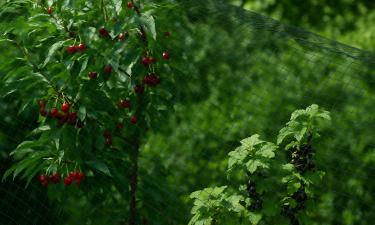 Не спугните, а переиграйте: безопасный способ спасти черешню и смородину от крылатых воров
