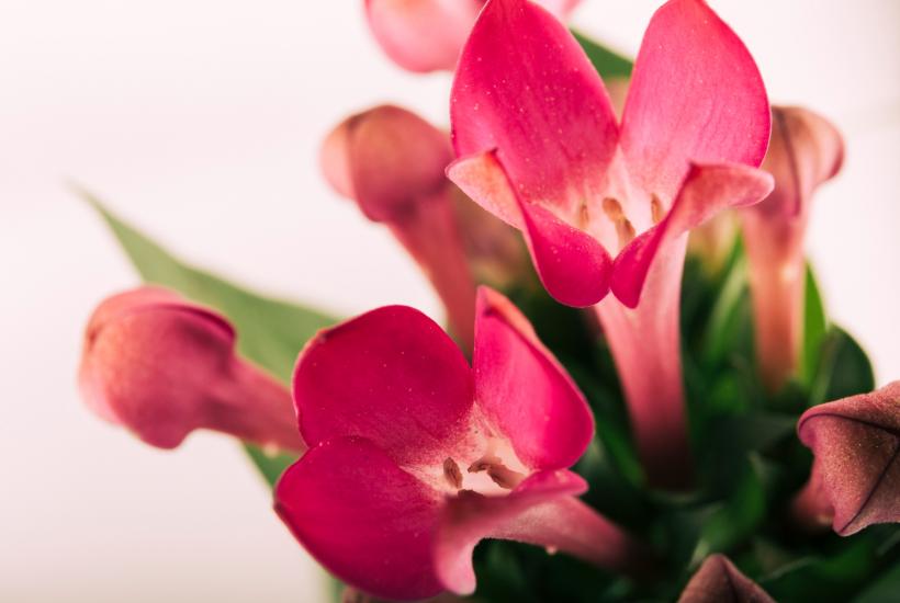 Рождественский кактус