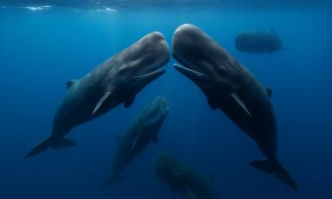 Защитная диарея или биоатака? Вскрыт самый позорный секрет выживания в океане