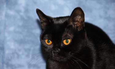 Зрение кошек в темноте помогает охоте — раскрыли биологи из СПбГУ