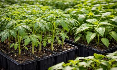 Дедовский приём, работающий как заклинание: семена оживают за считаные дни без химии