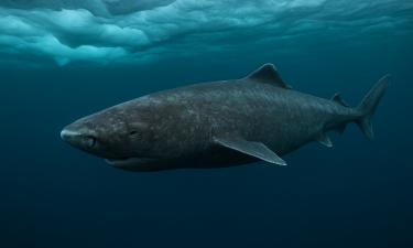 Гренландская акула сохраняет зрение более 200 лет — Nature Communications