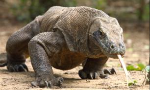 На борту самолета в Москве нашли двух варанов