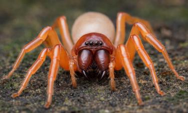 Секвенирование генома пауков обнаружило необычные изменения — профессор Гирао