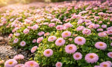 Розовые кружевные цветки стелются у самой земли: тенелюбивый многолетник без хлопот