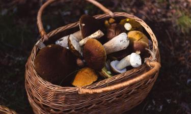 На Южном Урале назвали стоимость маслят, груздей, лисичек и белых грибов