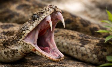 Гюрза заняла первое место по опасности среди змей России
