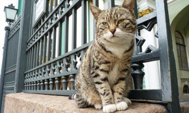 Кошки находят дорогу домой по магнитному полю Земли — исследователи