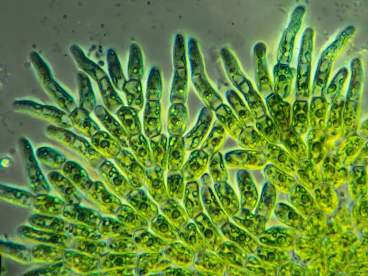 Водоросли из Азии угрожают биоразнообразию Испании: учёные бьют тревогу