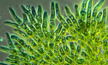 Водоросли из Азии угрожают биоразнообразию Испании: учёные бьют тревогу