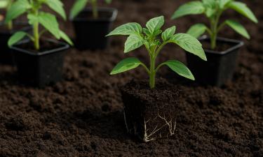 Рассада с ускорением роста: особая земля, собранная осенью, усиливает корни на 50% и даёт мощь