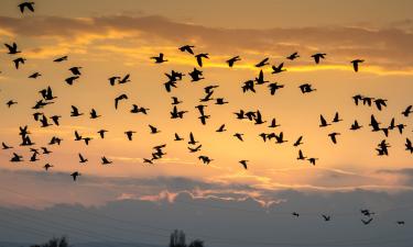 Птицы съедают 500 млн тонн насекомых ежегодно — университет Базеля