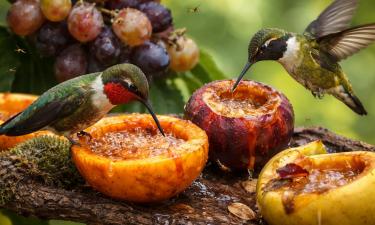 Птицы получают этанол из забродивших фруктов и нектара