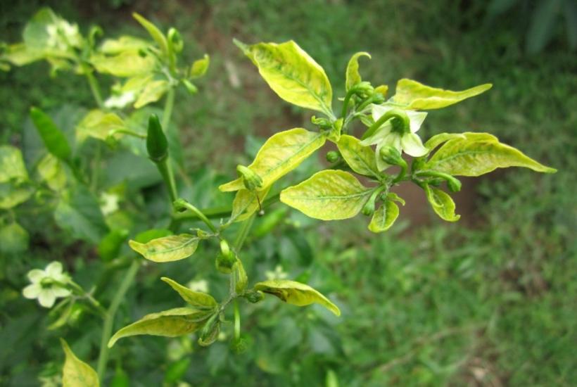 Листья перца