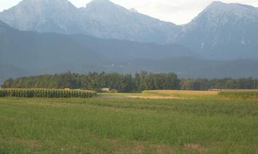 Звуки зелёного рая: почему в Словении лес поёт