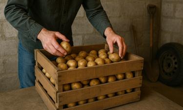 Фитофтора вызывает гниль картофеля внутри клубней