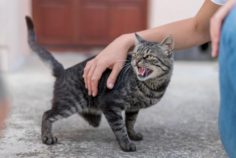 Сердитая кошка Сердитая кошка
